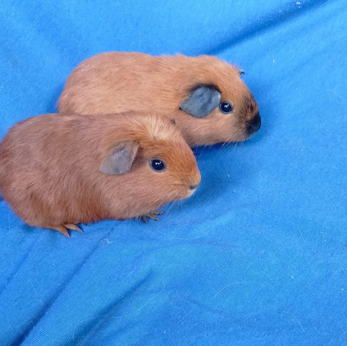 Питомник морских свинок