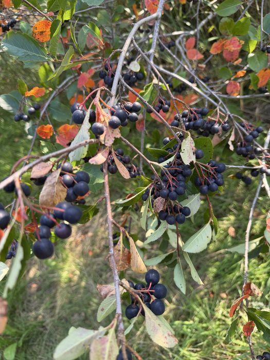 Aronia 5 kg nie pryskana