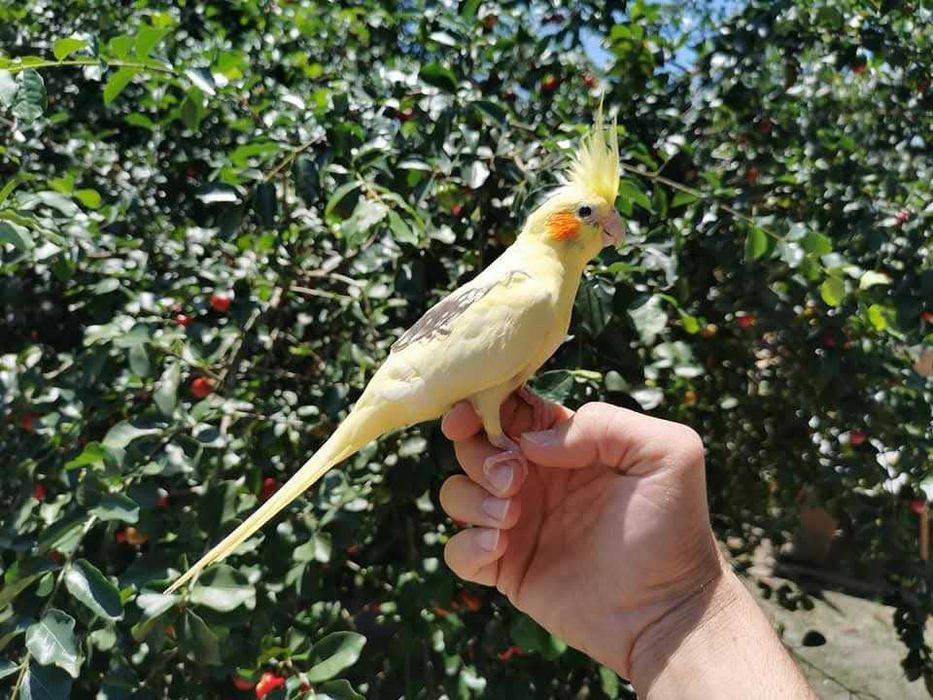 Ring neck bebê lindíssimo , KIT completo