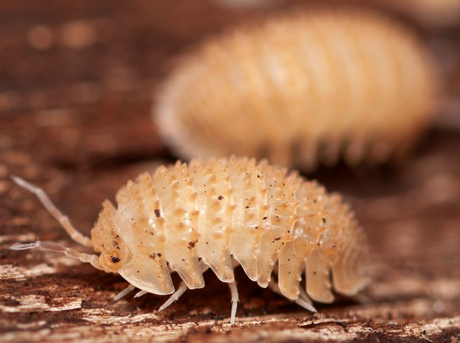 Isopody Cristarmadillidium muricatum kulanki