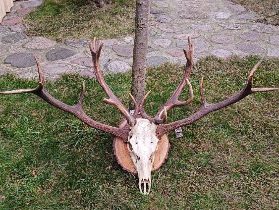 Sprzedam rogi jelenia
