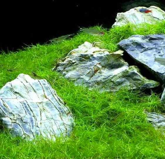 Ситняг Мини.  Аквариумные растения