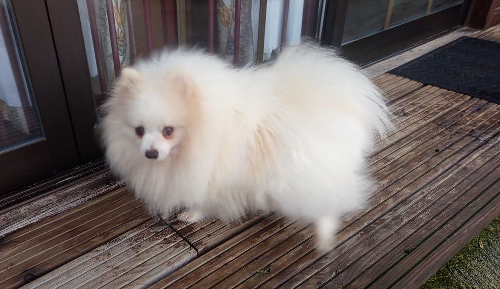 Spitz Pomerânia macho. Com pedigree