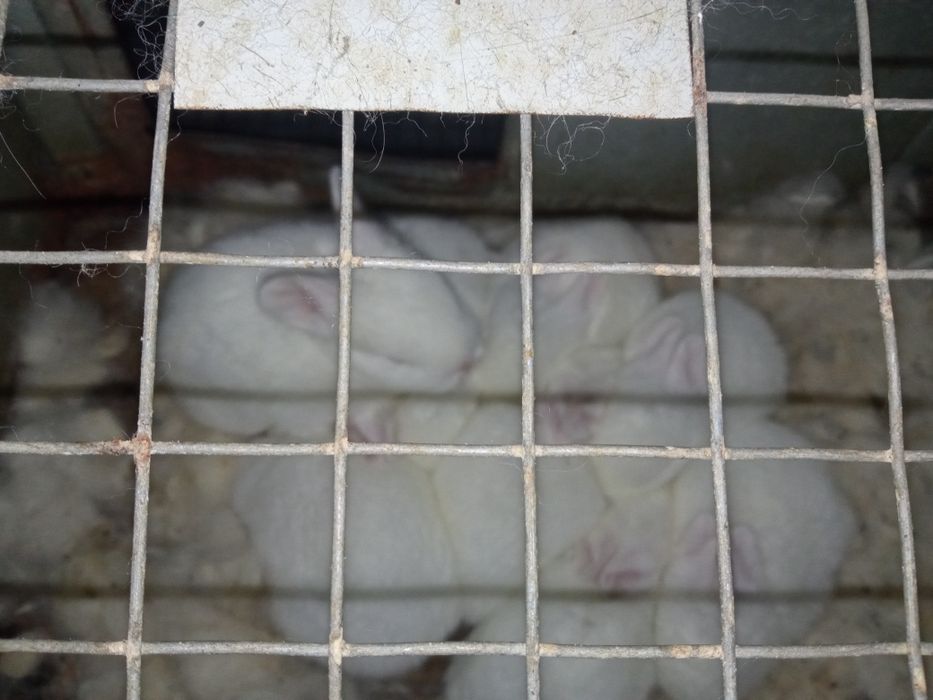 Кролі породи термонці