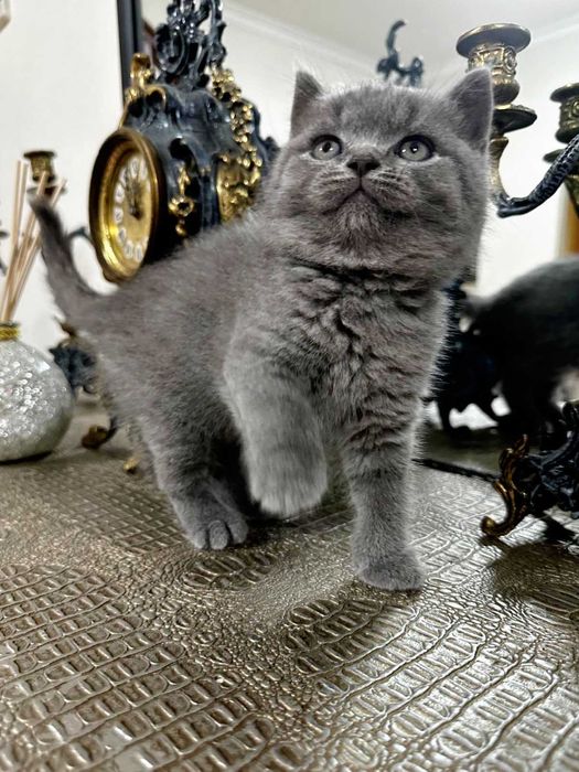 Gatinho doméstico.
