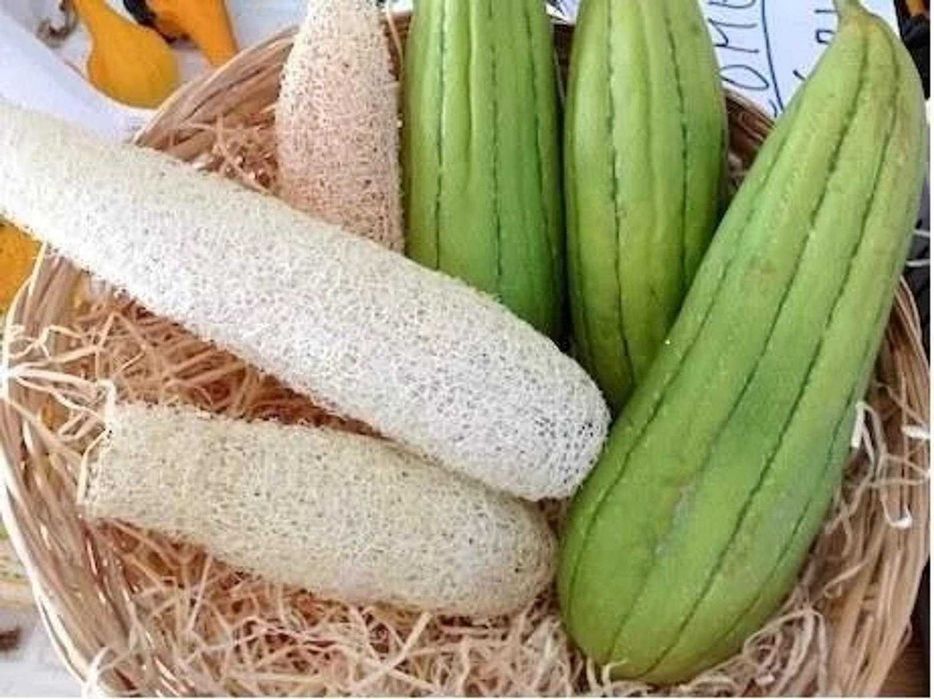 Sementes de Abóbora Luffa (abóbora esfregão)