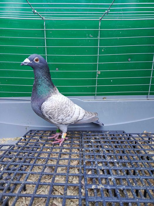 Pocztowe Dom opal pary i samczyk