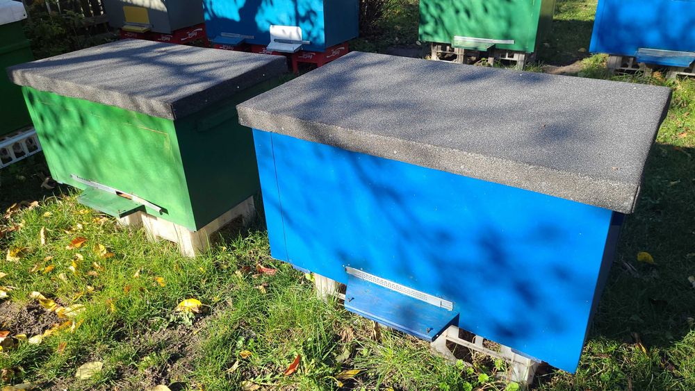 Ule 20 ramkowe Dadant