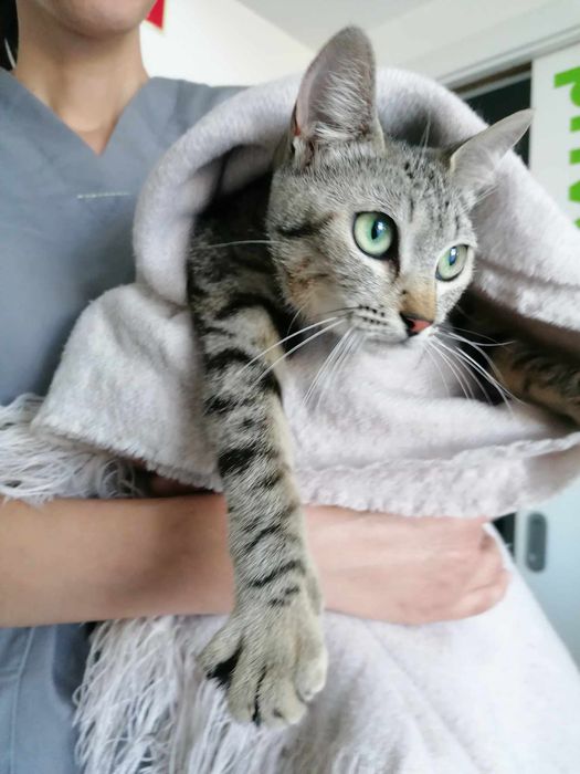 Gatinho tigrado bebé para adopção