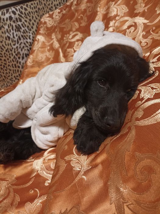 Не дорого чорний спаніель