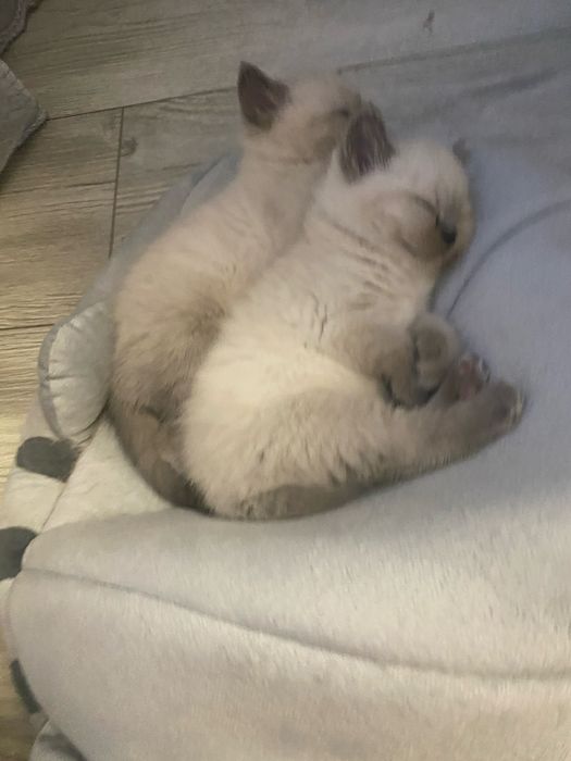 Сіамські кошенята