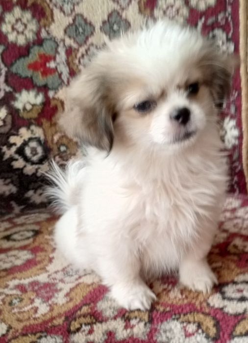 Продам пекінесів