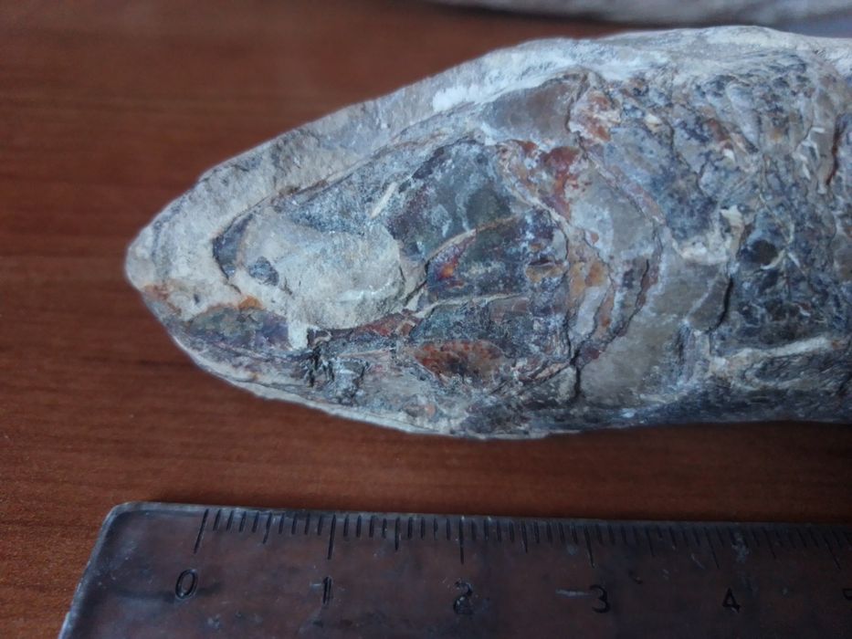 Fóssil Peixe Cretácico