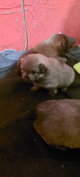 Oddam 3 suczki w dobre ręce