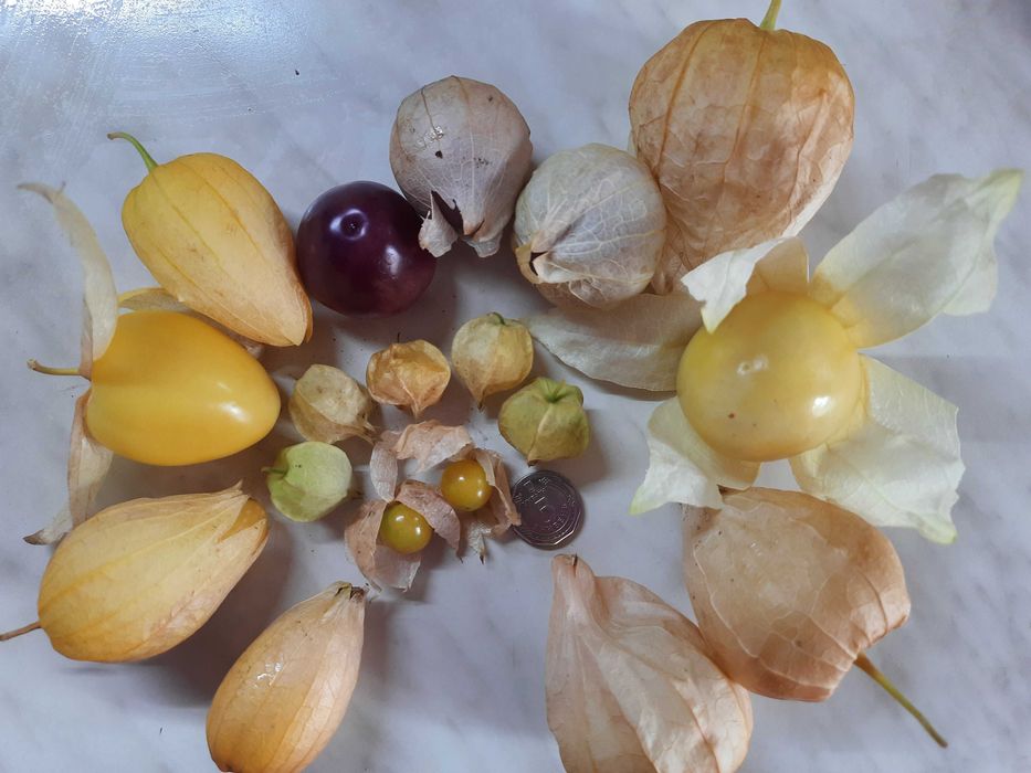 Насіння фізаліса овочевого крупноплідного.