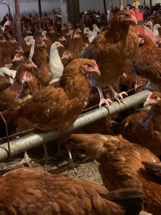 Kury nioski z własnej hodowli kurki z pierwszym jajkiem wszystkie rasy