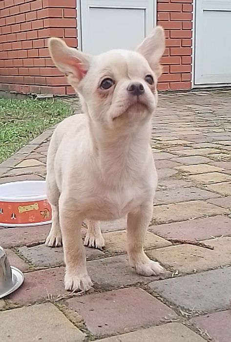 Мальчик чихуахуа ---