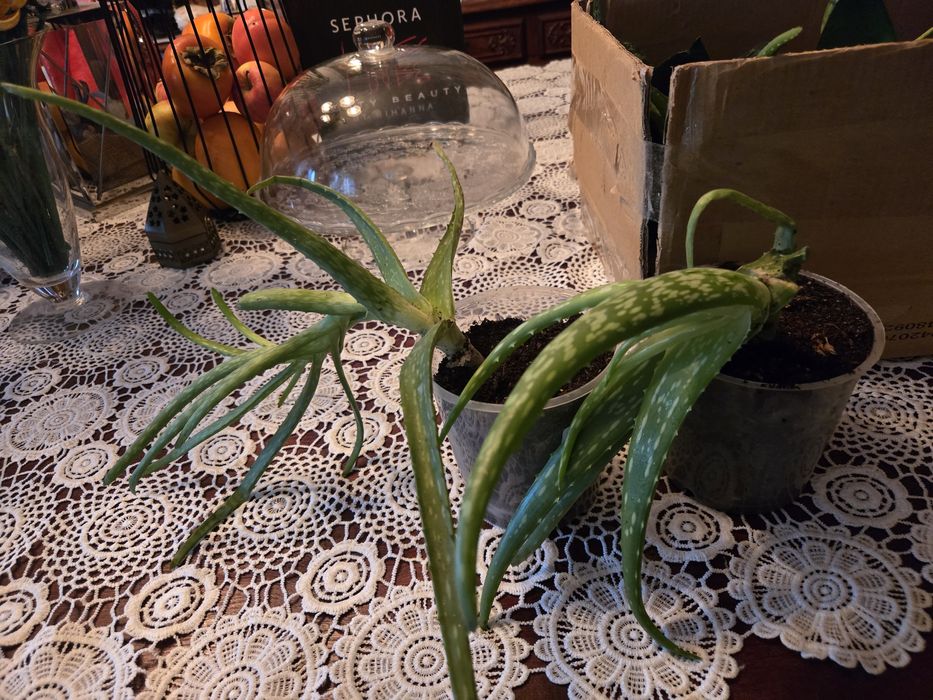 Kwiat doniczkowy Aloes