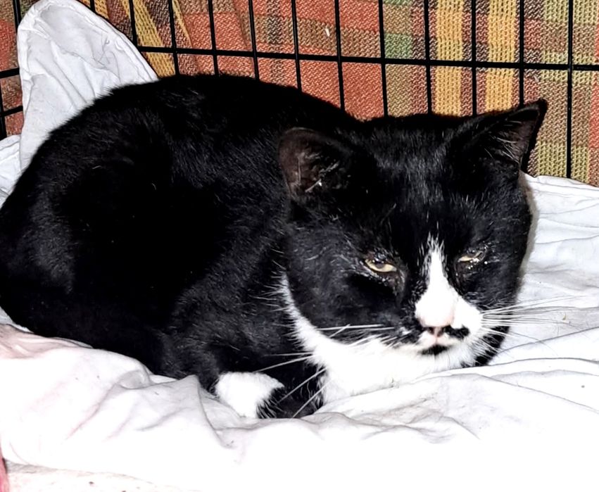 Dżeki kotek FELV+ pilnie potrzebuje domku