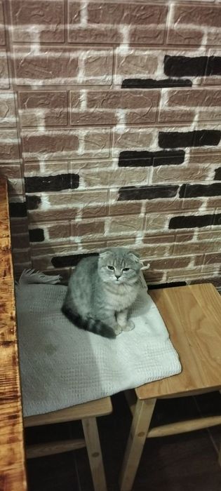 Британці-Вислоухі котята
