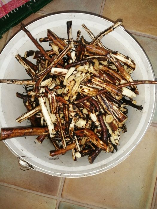 Maść żywokost 40 ml