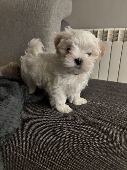 Maltańczyki Zhpr Uci