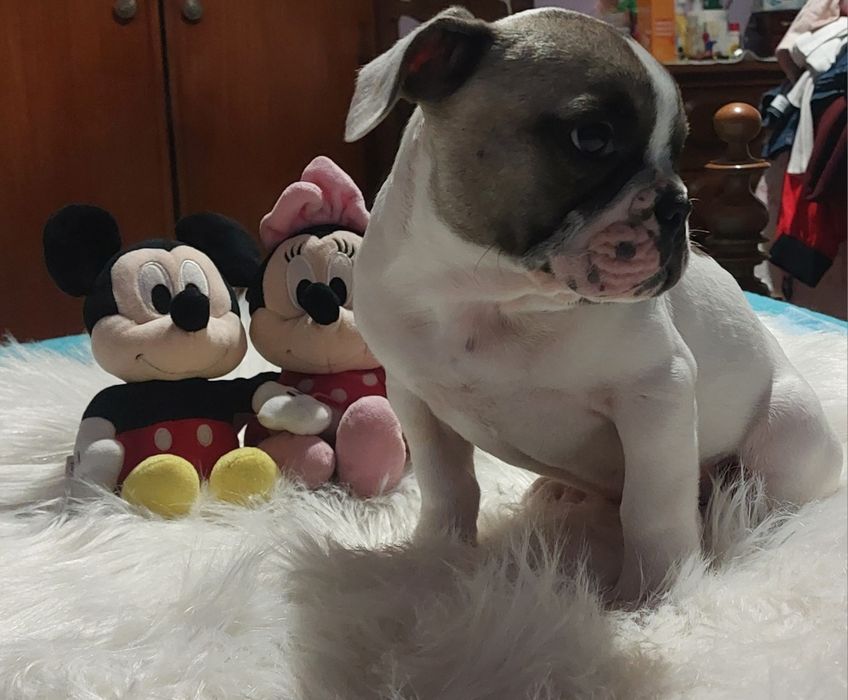 Bulldog francês menina