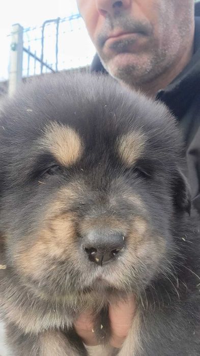 Mastim Tibetano cachorro