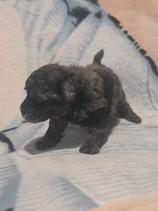 Szczeniaczek Maltipoo