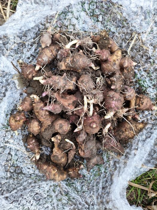 Rośliny różna  trawy byliny owocowe płożące mrozoodpornie