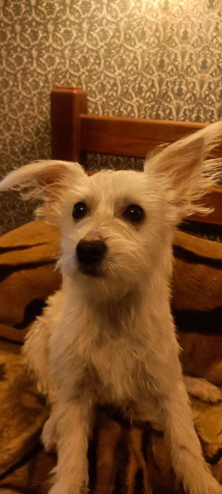 Собачка китайской хохлатой, пуховка ищет семью