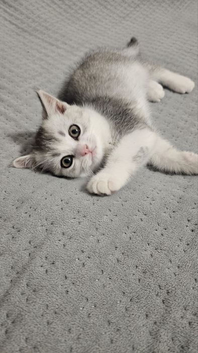 Шотландські кошенята