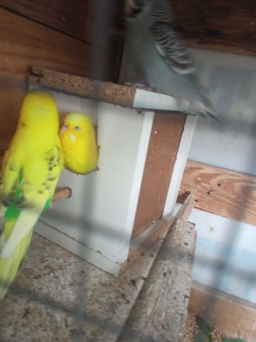 Vendo piriquitos australianos aves 2025