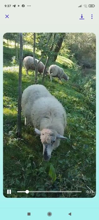 Продам барана на плем'я.Вік 1, 2 роки