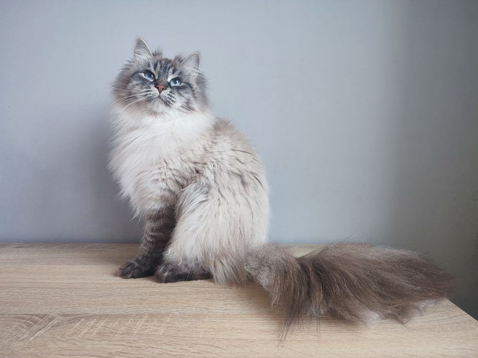 Клубна невська маскарадна кішка шукає сім'ю