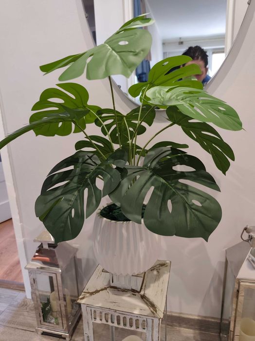 philodendron melanochrysum warum so teuer Philodendron Melanochrysum Steckling – whiteleafplants main image 0