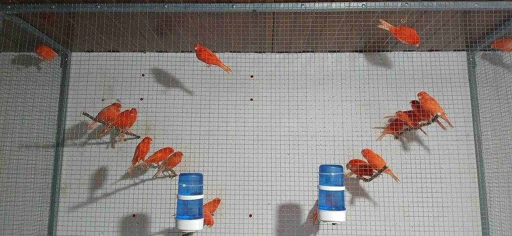 Canários Vermelhos Intensos e Nevados