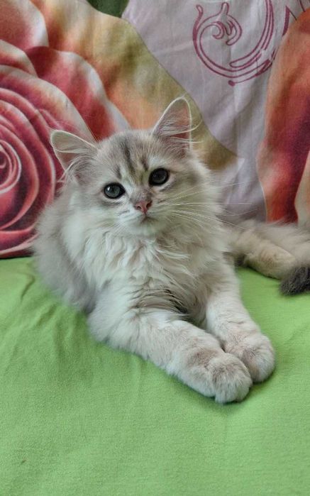 Шотландский длинношерстный котик в окрасе голубое золото ау11