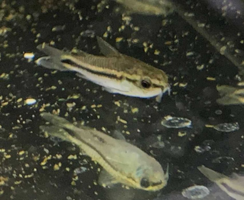 Pseudomugil furcatus,Gertrudae  - TINA ZOO ZABRZE