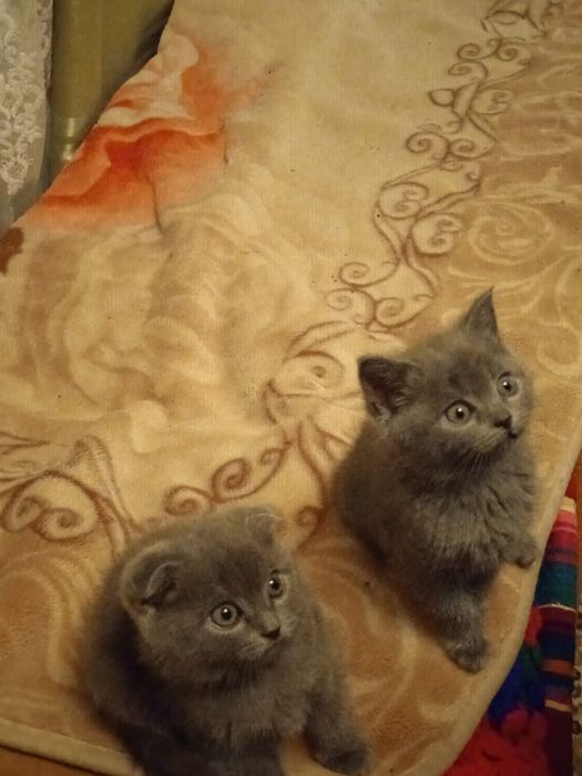 Британські кошенята