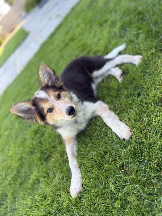 Border collie szczeniak