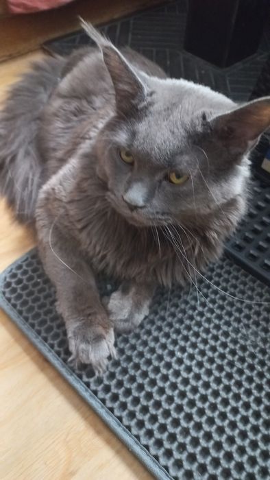 Śliczny kocur Maine Coon