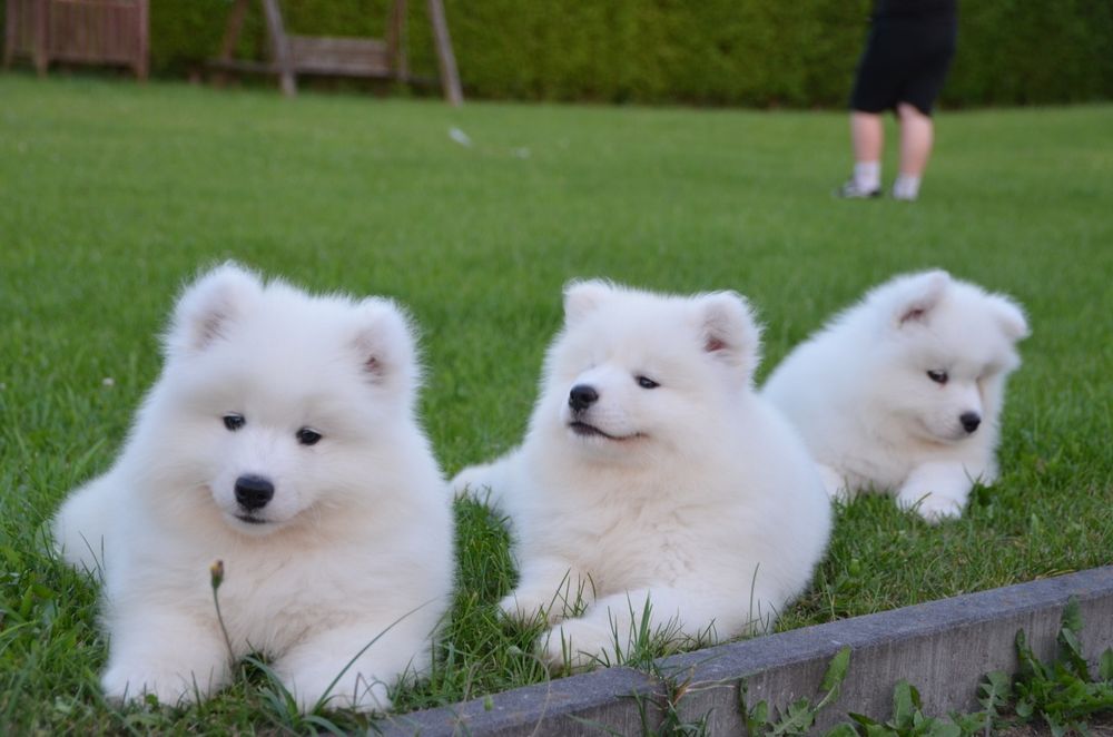 Samoyed suczka piesek