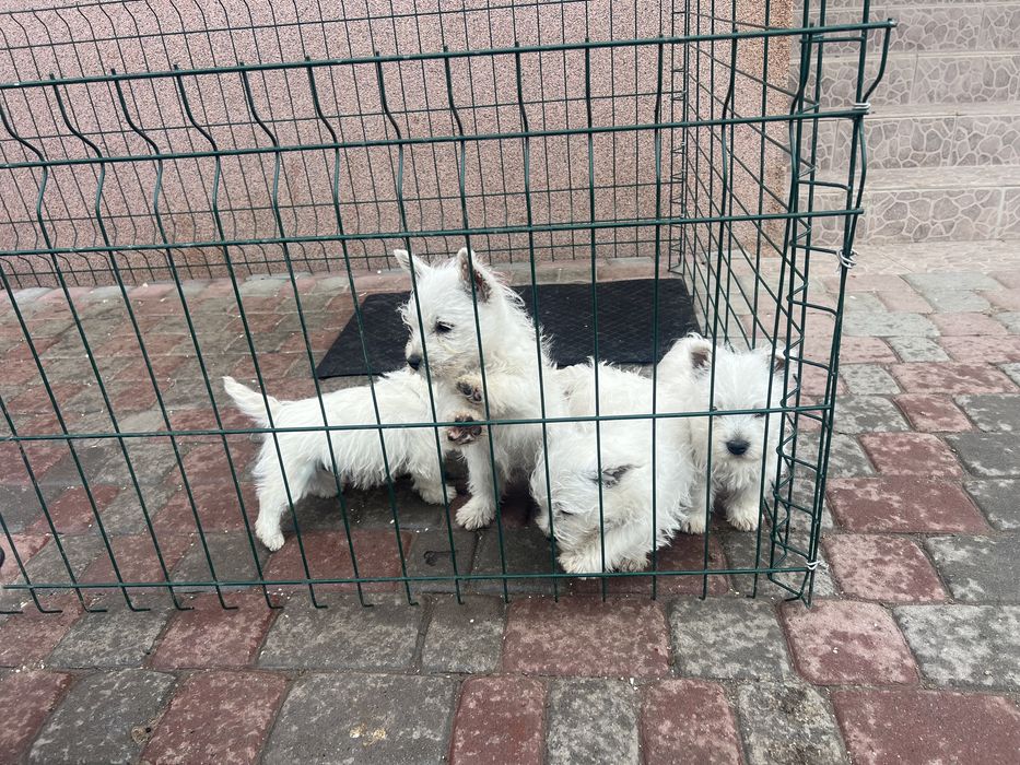 Вестюхи малі кумедні