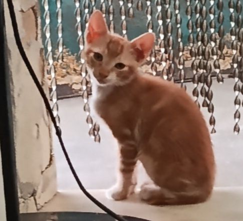 Dá-se gatinhos  lindos