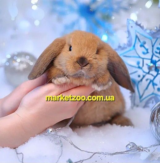 Міні кролик карликові карликовий карликовый кролики mini lop nhd кроле