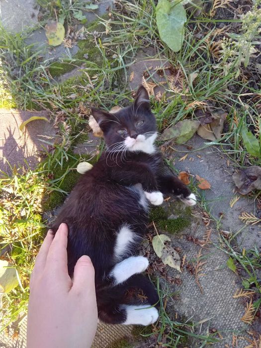 Віддам кошенят в добрі руки