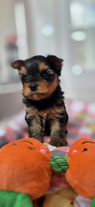 Yorkshire Terrier malutki piesek rodzice Champion