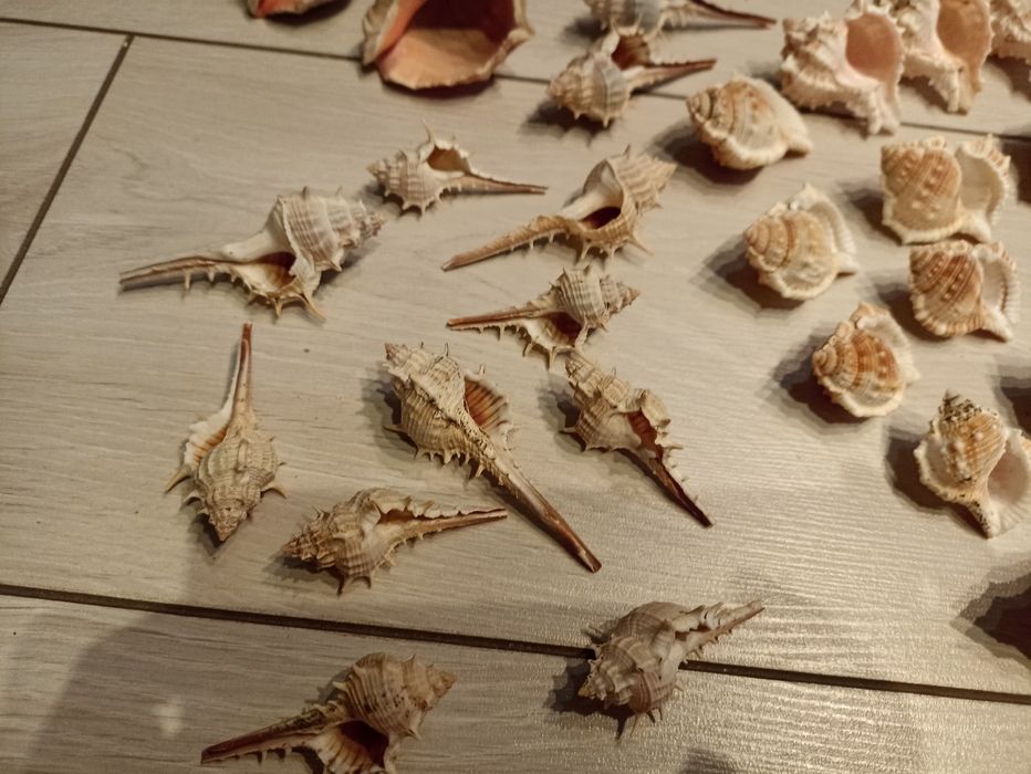 Ракушки ракушки рапан