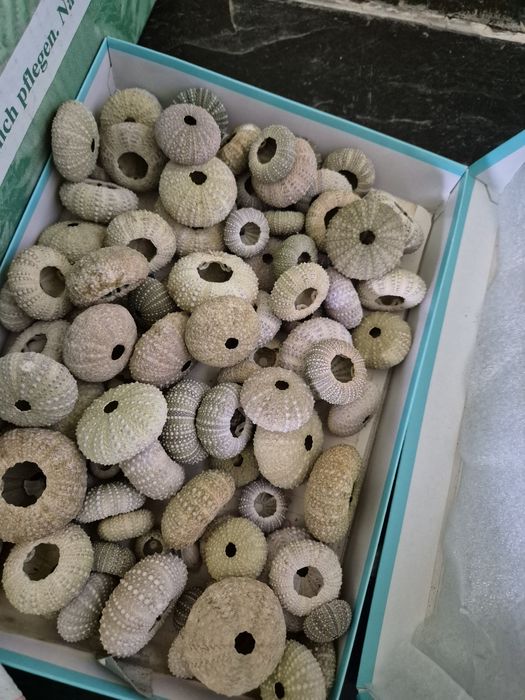 Conchas de Ouriços e búzios para artesenato ou decoração.